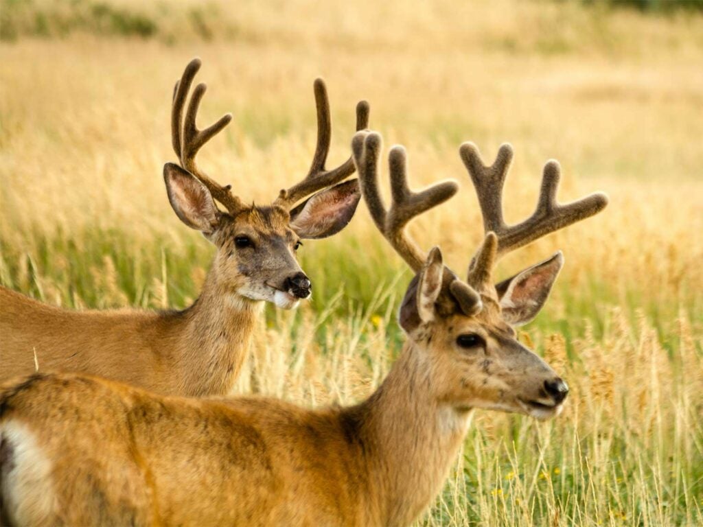 two mule deer bucks in full velvet
