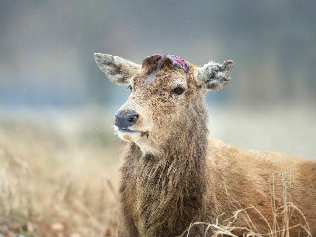red deer after antlers have been shed