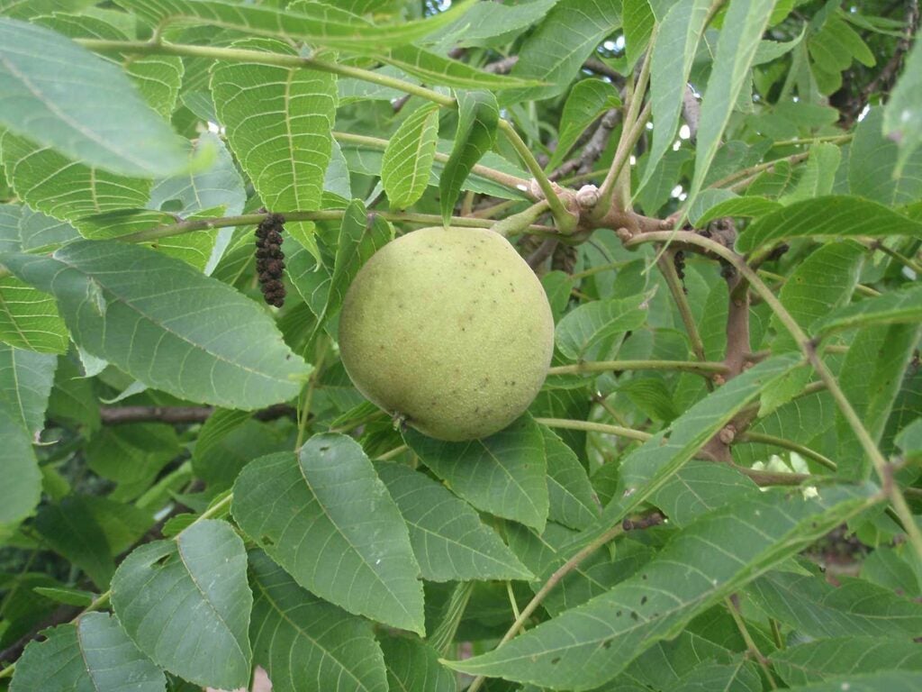 black walnut plant