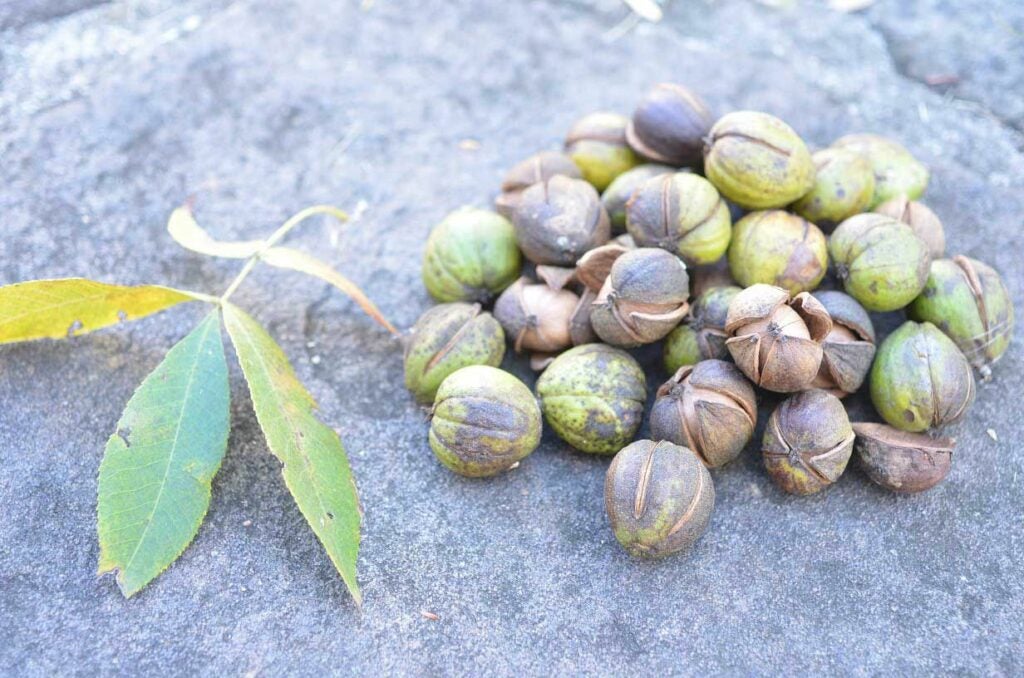 hickory nuts on a rock