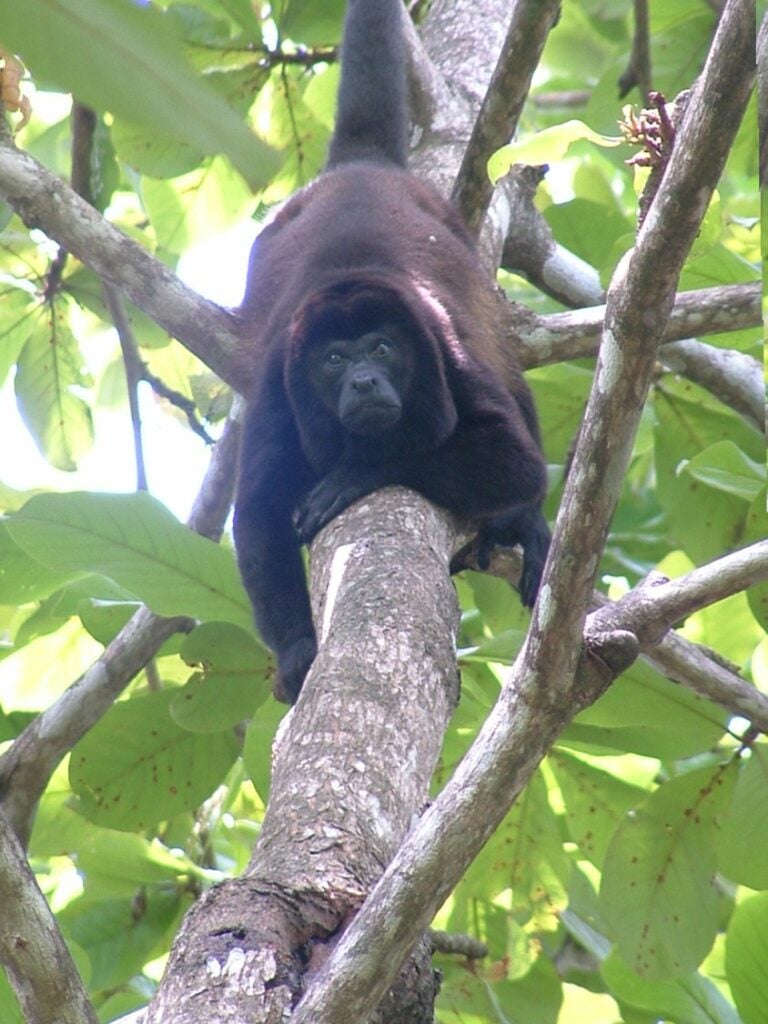 howler monkey looks down from the trees