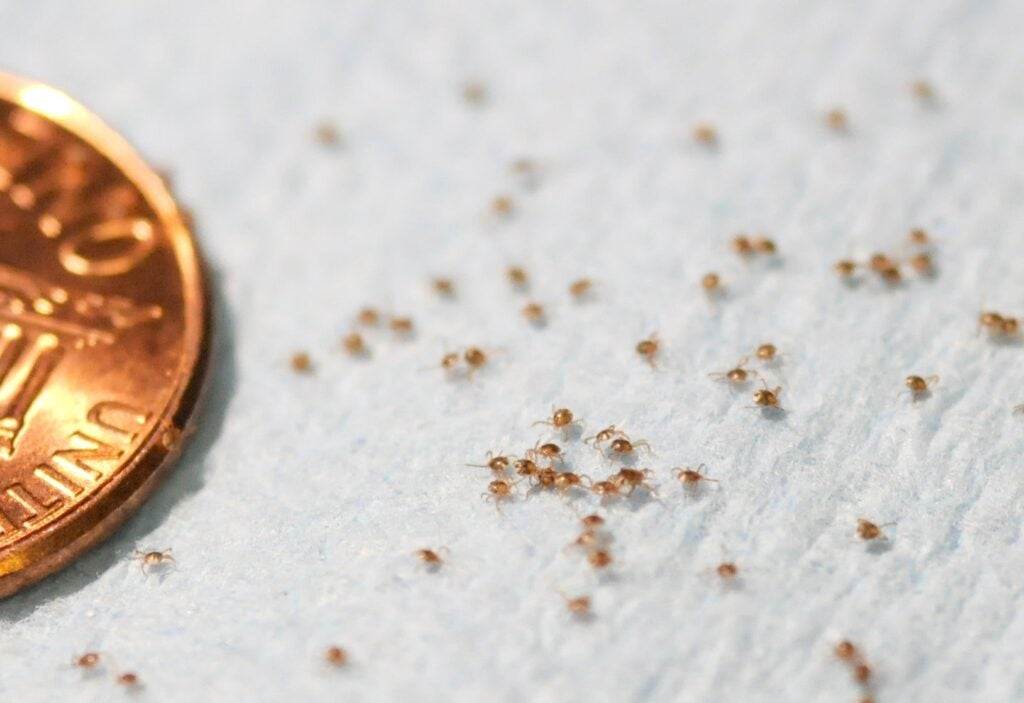 Tiny larval lone star ticks next to a penny