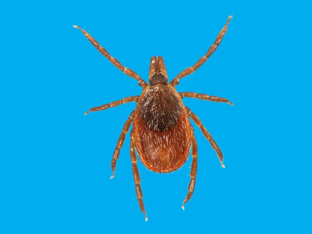A female Ixodes scapularis tick