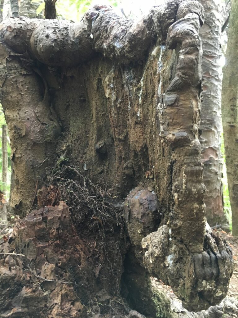 kauri living stump