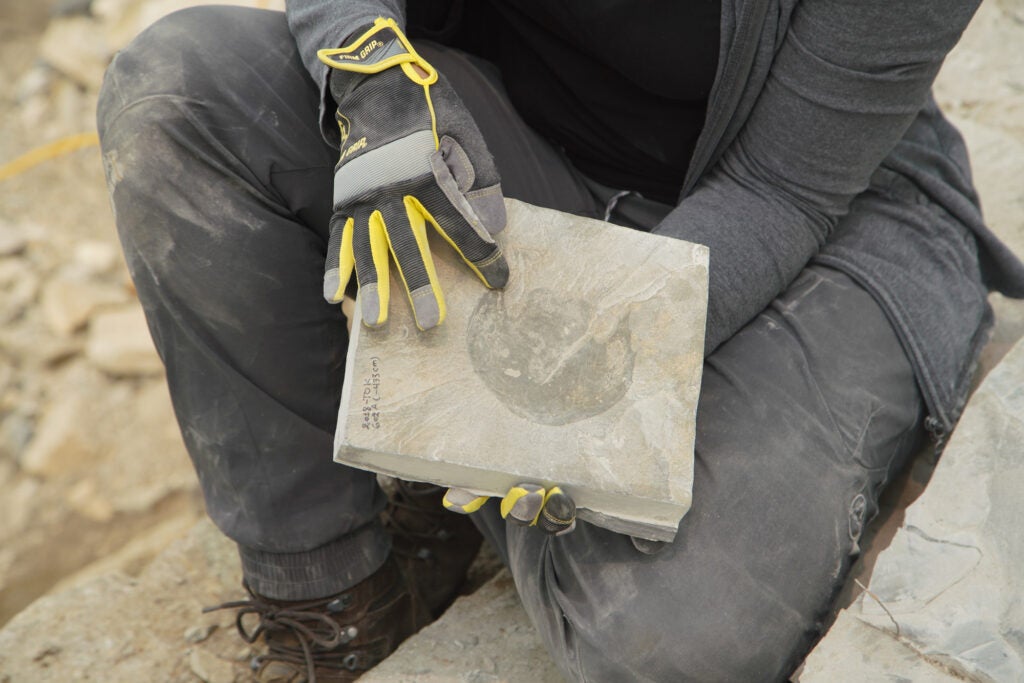 someone holding a fossil