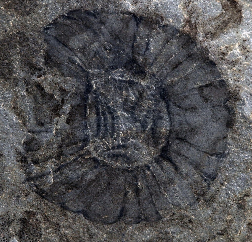 a circular fossil