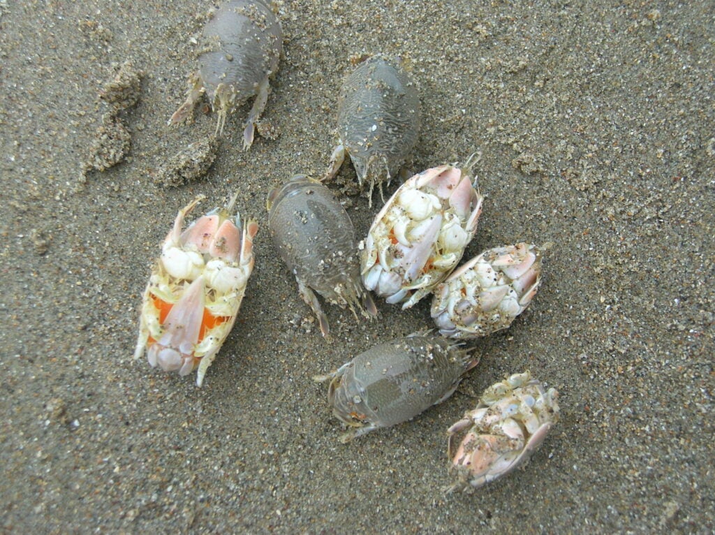 sand crabs emerita analoga