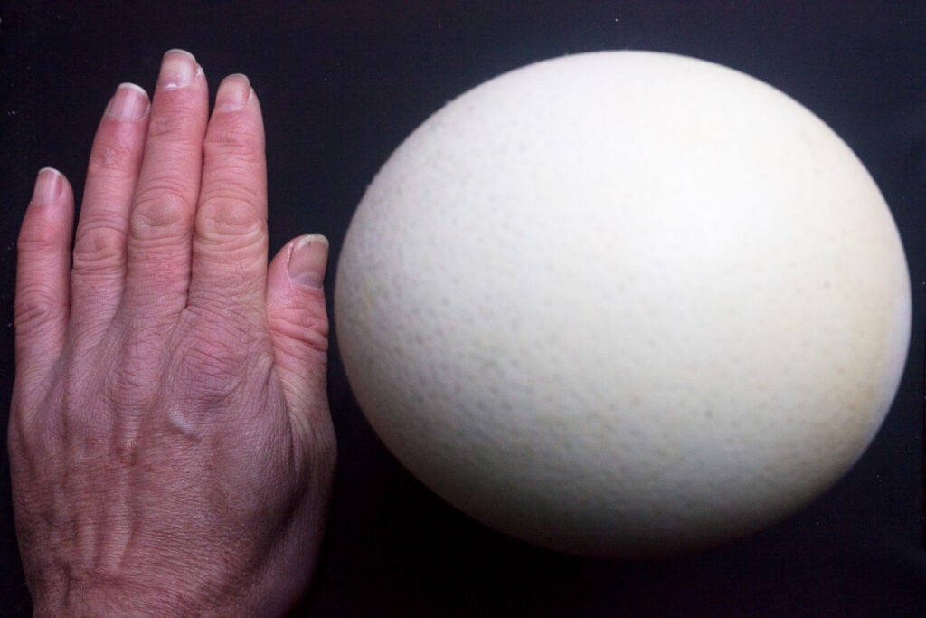 Ostrich egg next to human hand