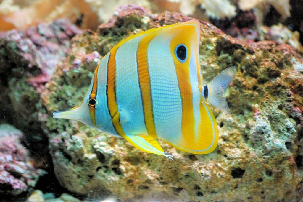 Butterflyfish swimming near coral