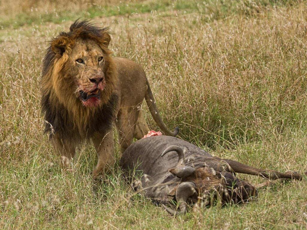 a lion feeding on a ox