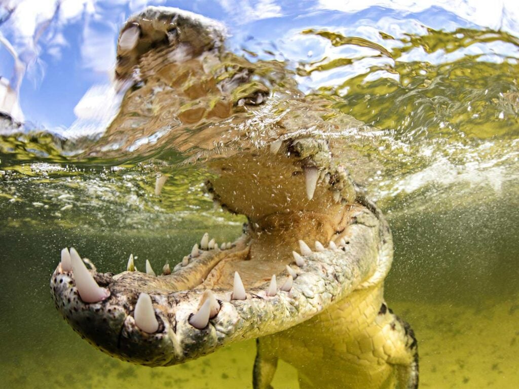 half underwater image of saltwater crocodile
