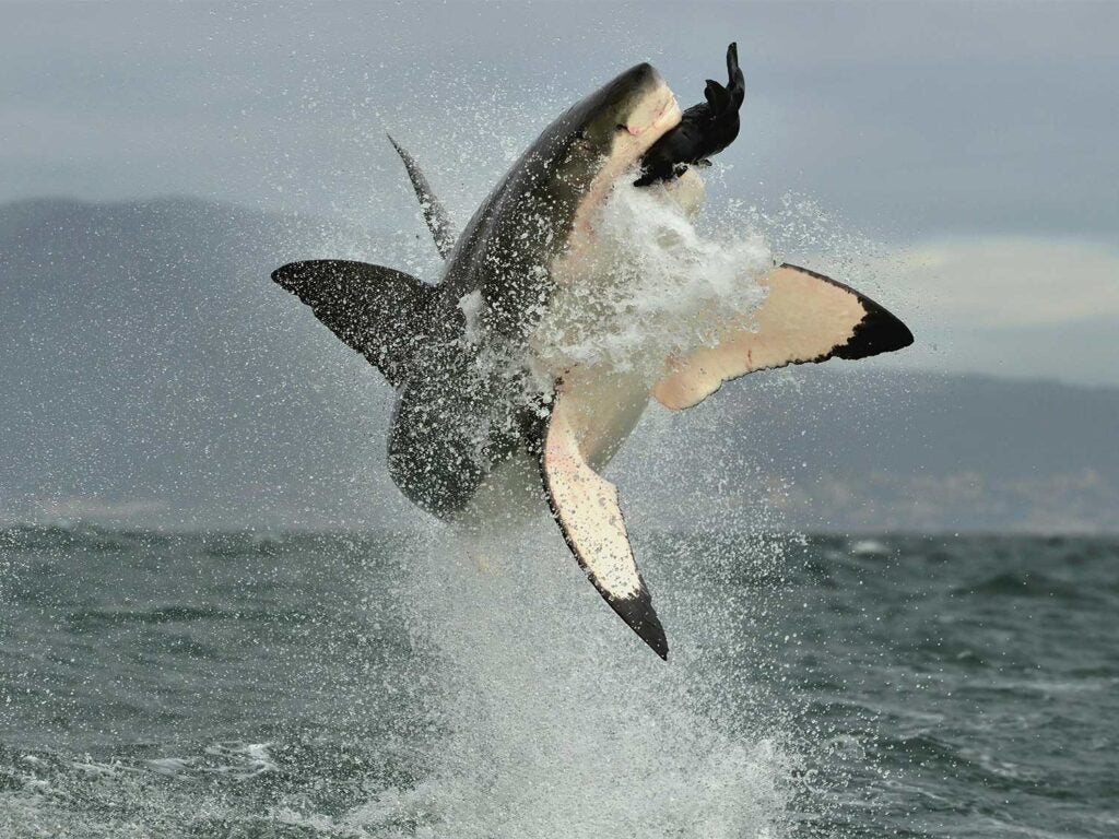 a great white shark jumping out of the ocean to attack a seal
