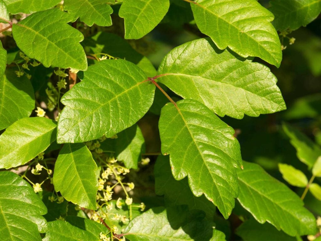 Lobed poison oak leaves