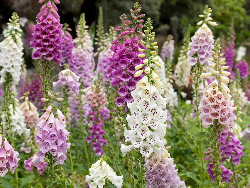 White, pink, and purple foxglove flowers