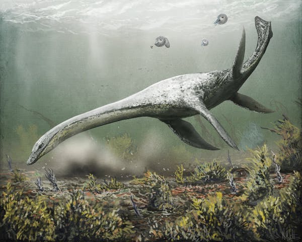 An artist's rendering of a plesiosaur underwater