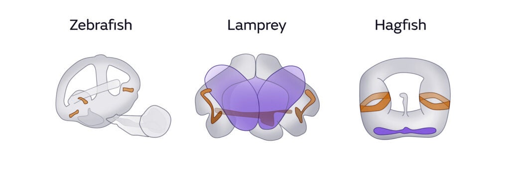 A diagram of zebrafish, lamprey, and hagfish vestibular systems
