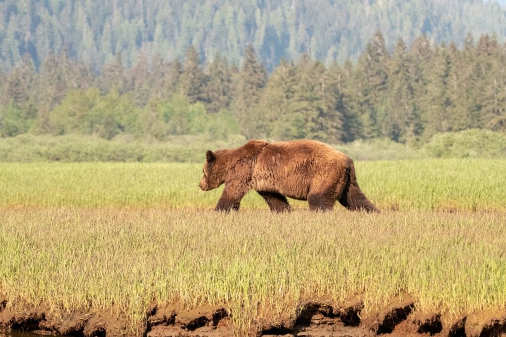 grizzly bear walking far in a meadow