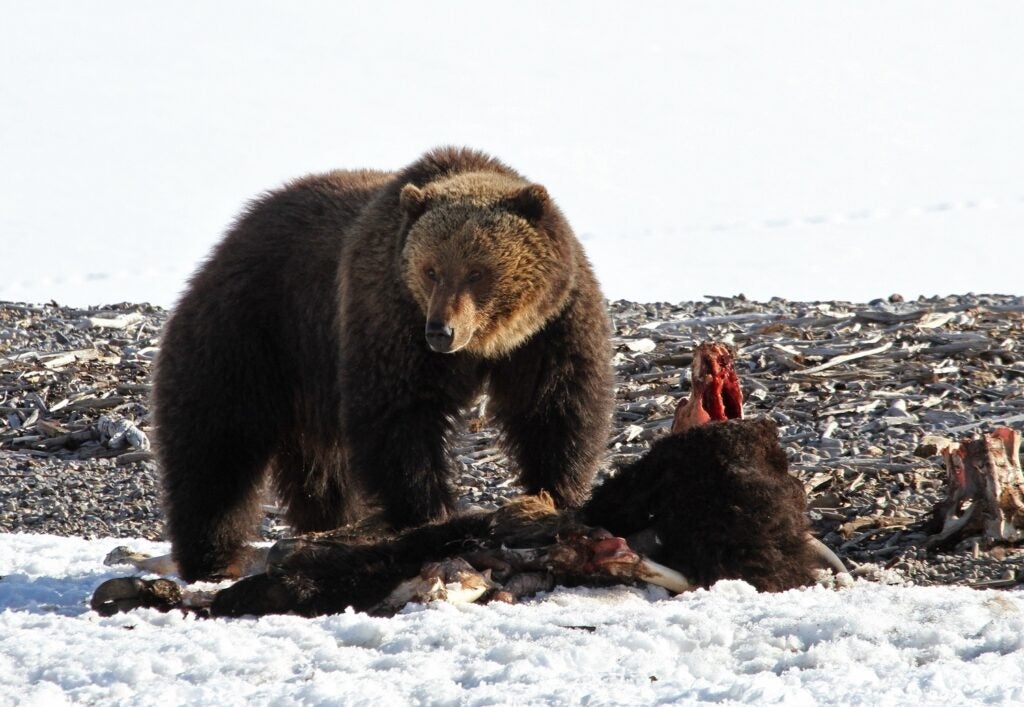 grizzly bear on snow besides the carcass of an elk