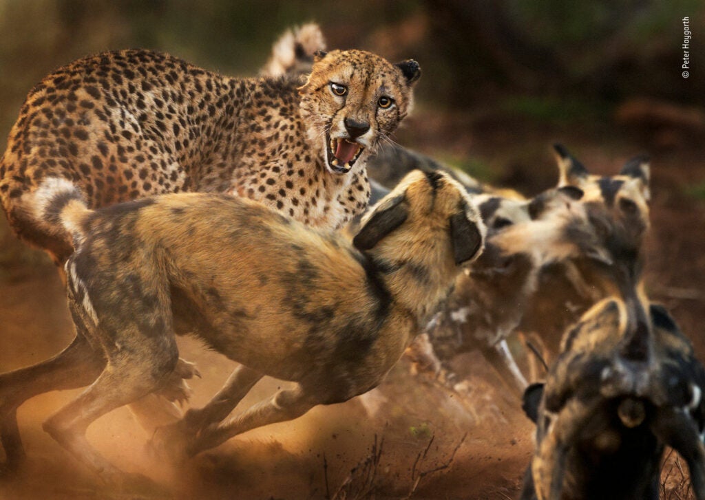 Cheetah fighting a pack of wild dogs