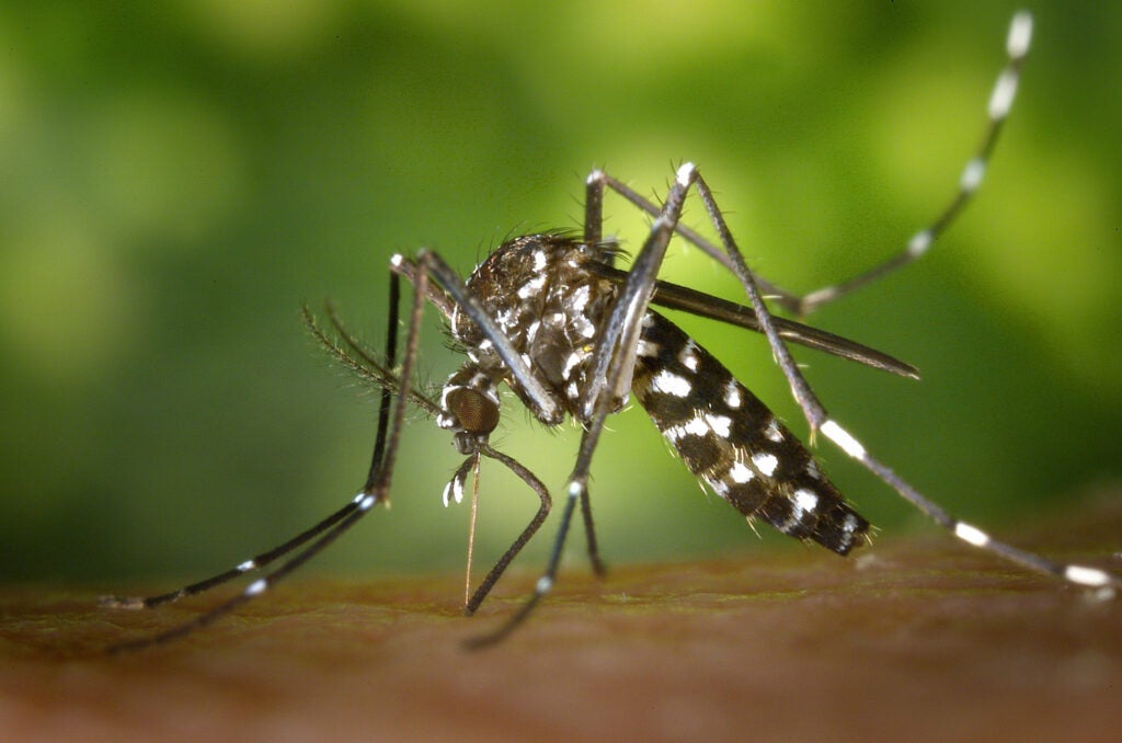 a close up image of an asian tiger mosquito