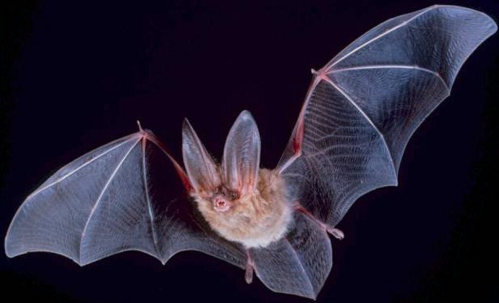 bat with wings extended