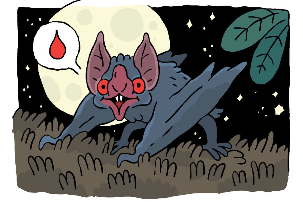 Vampire bat illustration