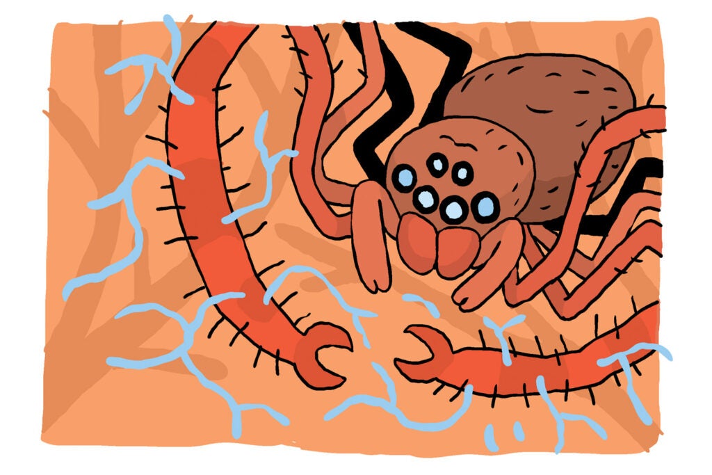 Sheet web spider illustration
