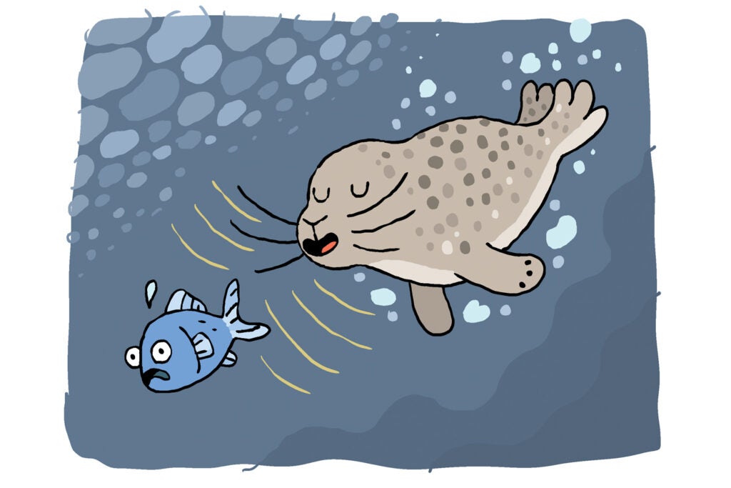 Harbor seal illustration