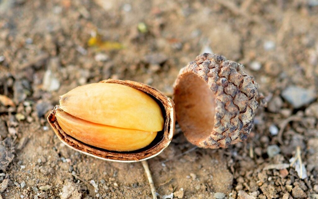 A cracked acorn, in its shell