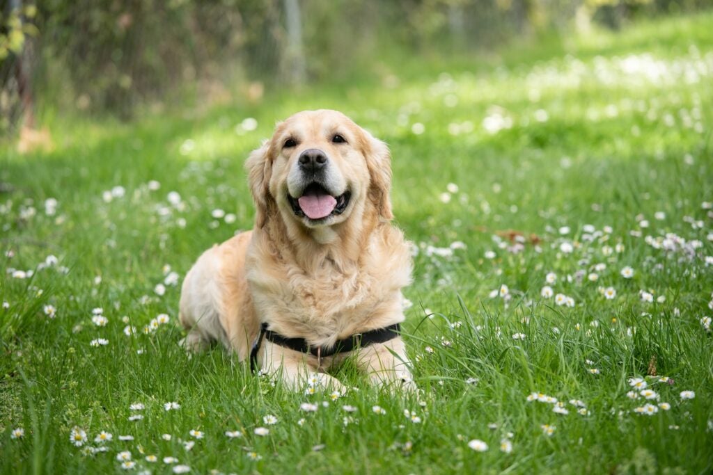 a golden retriever dog laying in grass with white flowers around it