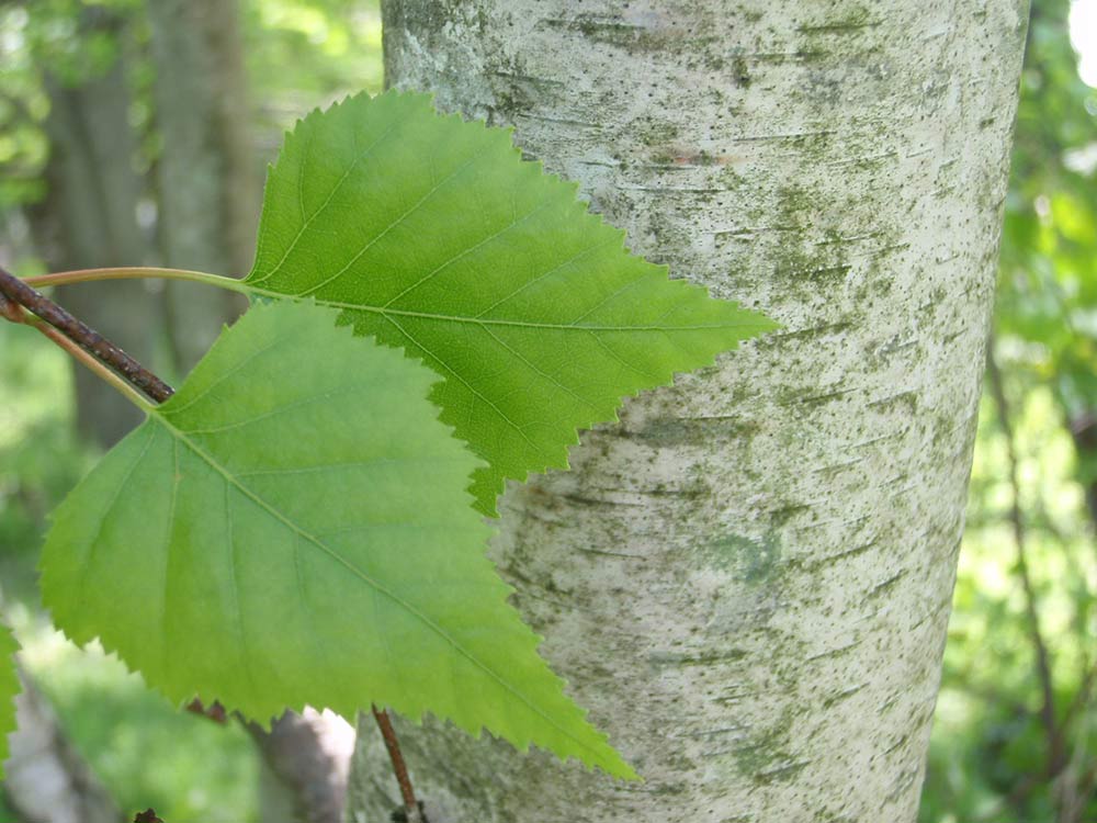 Birch tree leaves