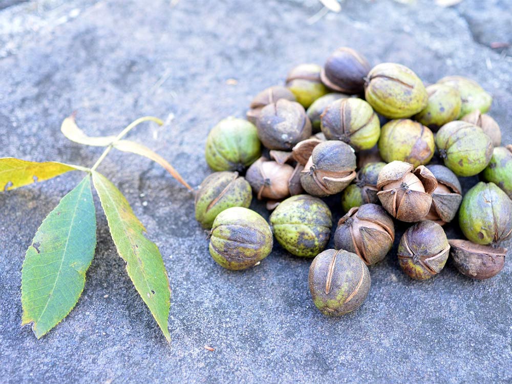 Hickory leaves and nuts
