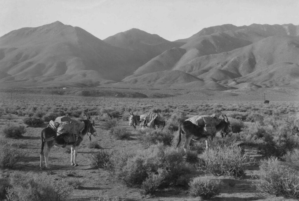 Burros in Death Valley in the 1900s