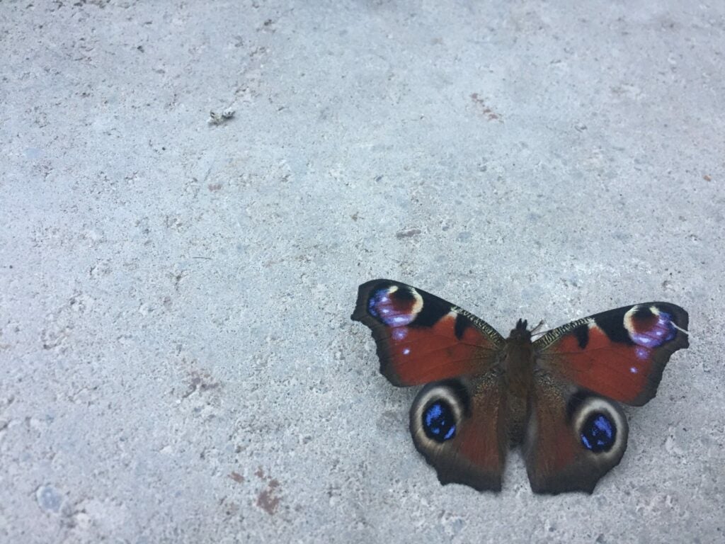 red butterfly with blue spots against white background