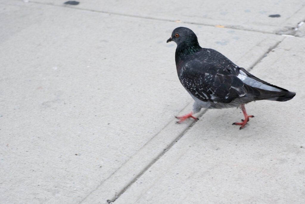pigeon walking on sidewalk