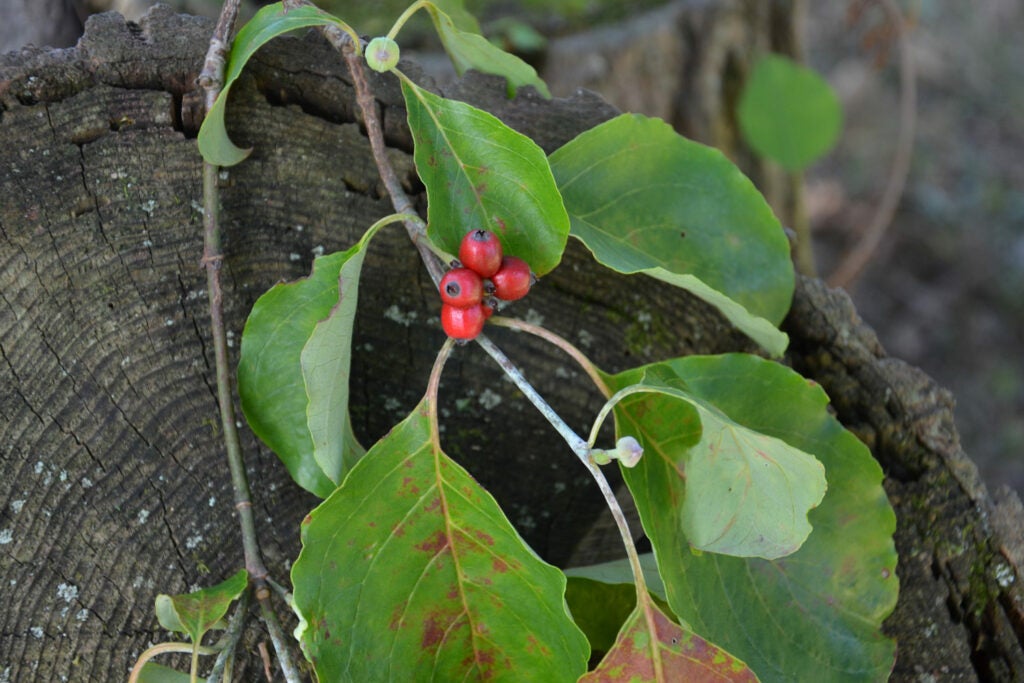 a dogwood with red berries on a branch