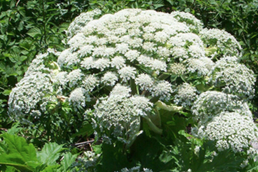 a giant hogweed plant