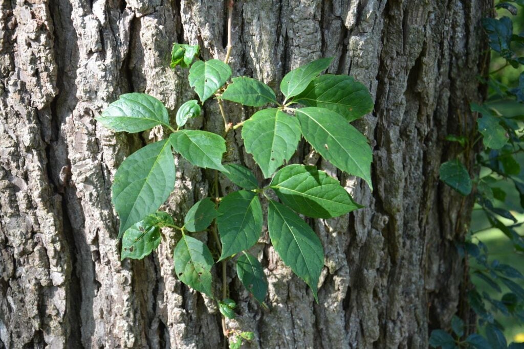 a Virginia creeper fine growing on the side of a tree