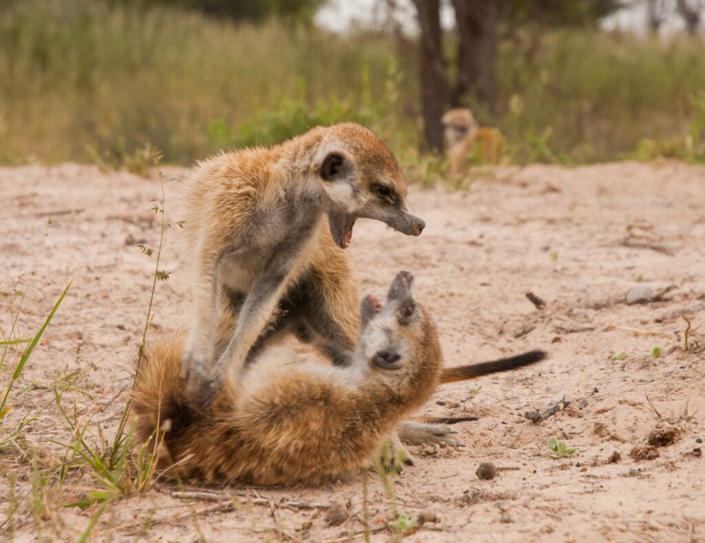 two meerkats fighting