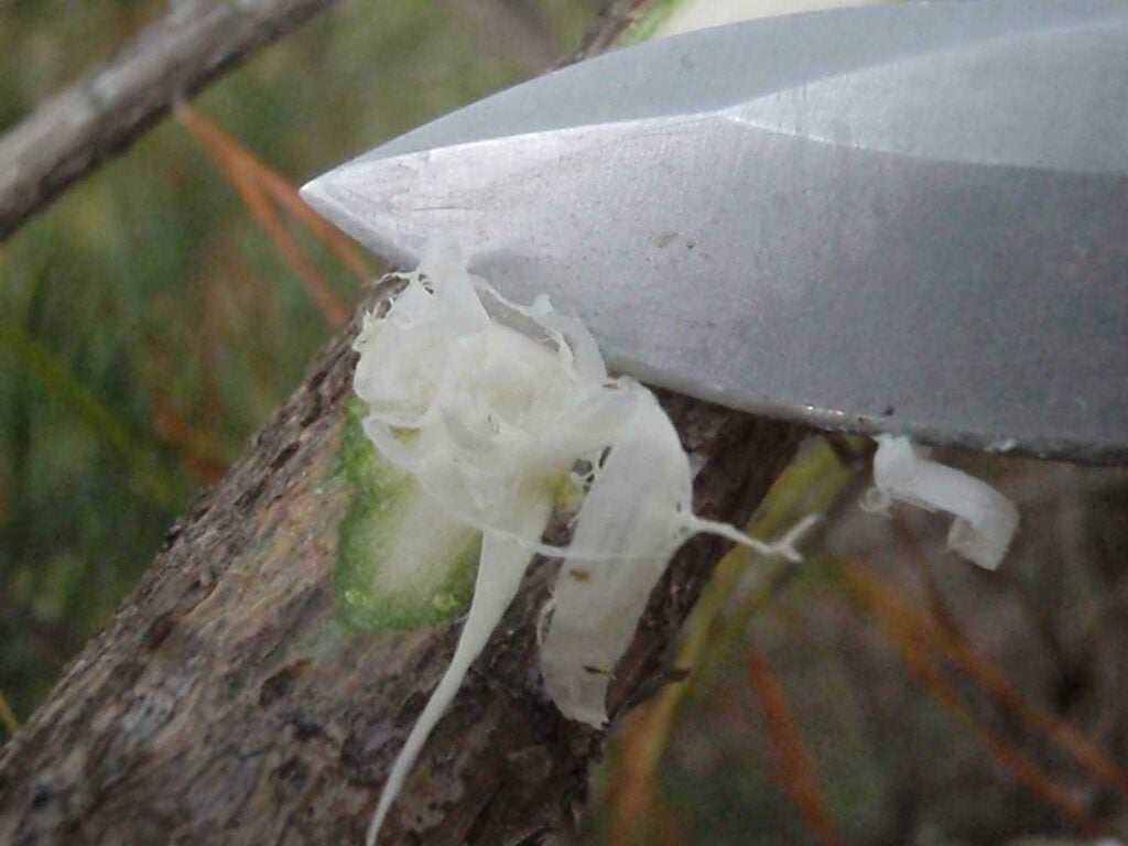 A knife scraping pine bark.