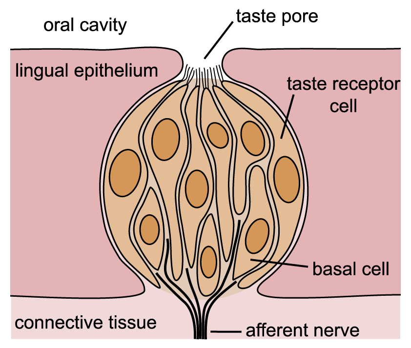 diagram of a taste bud