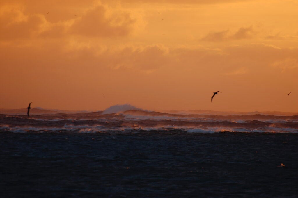 albatrosses silhouetted against a sunset sky