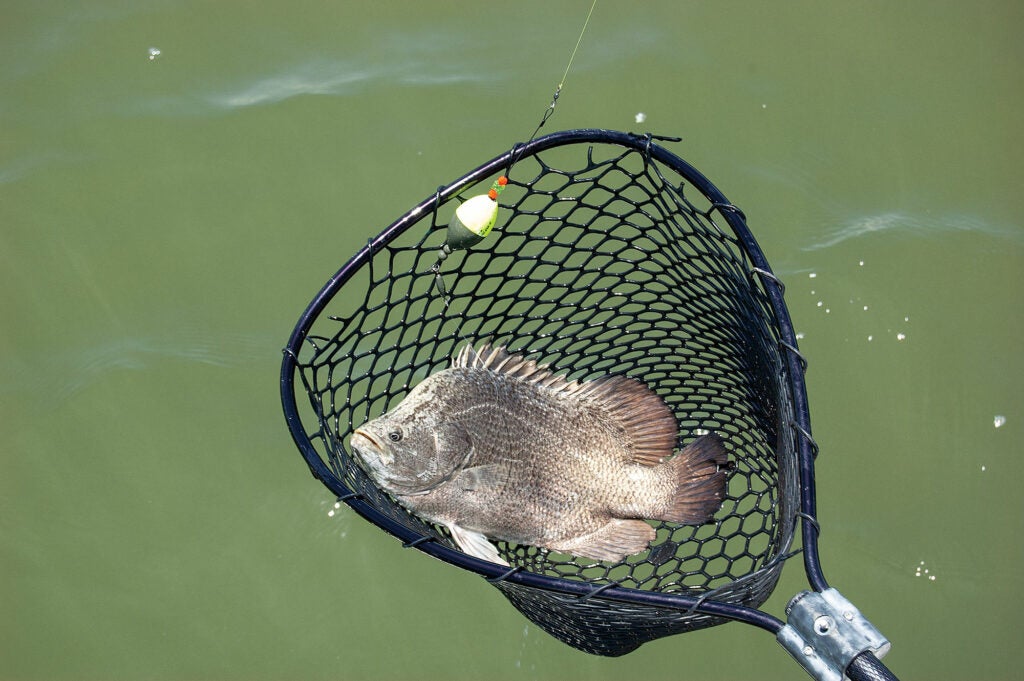 Landing net with fish