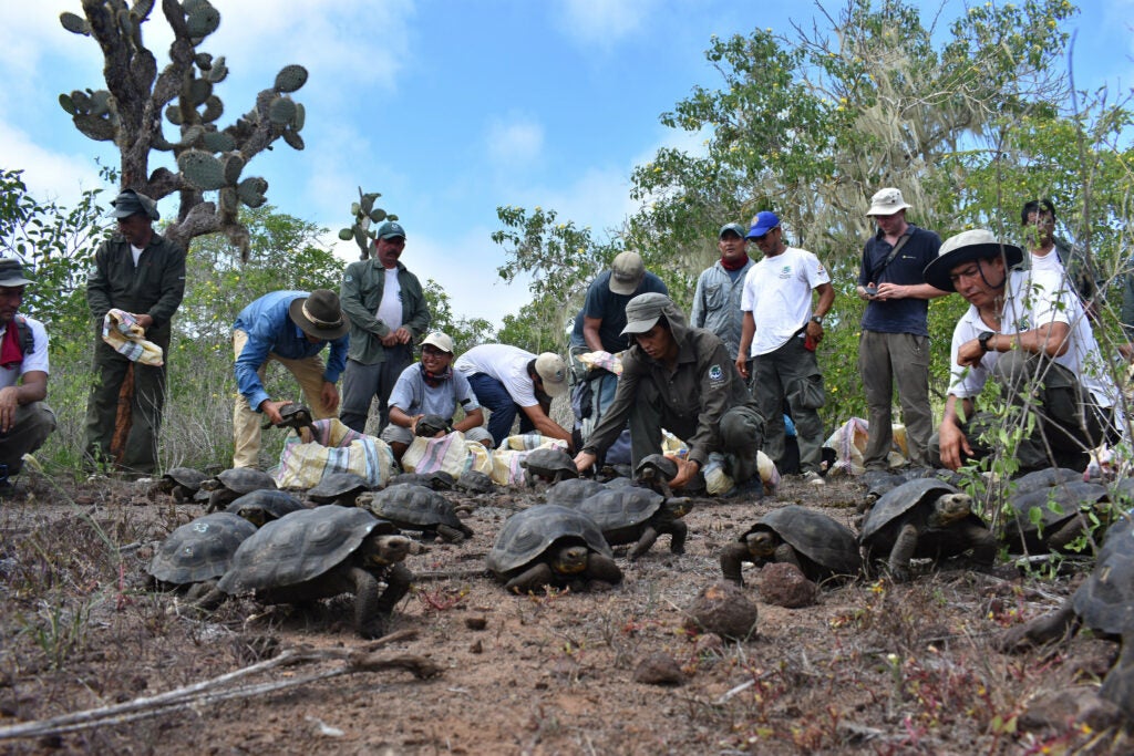 Scientists wrangle critically endangered Española tortoises for captive breeding.