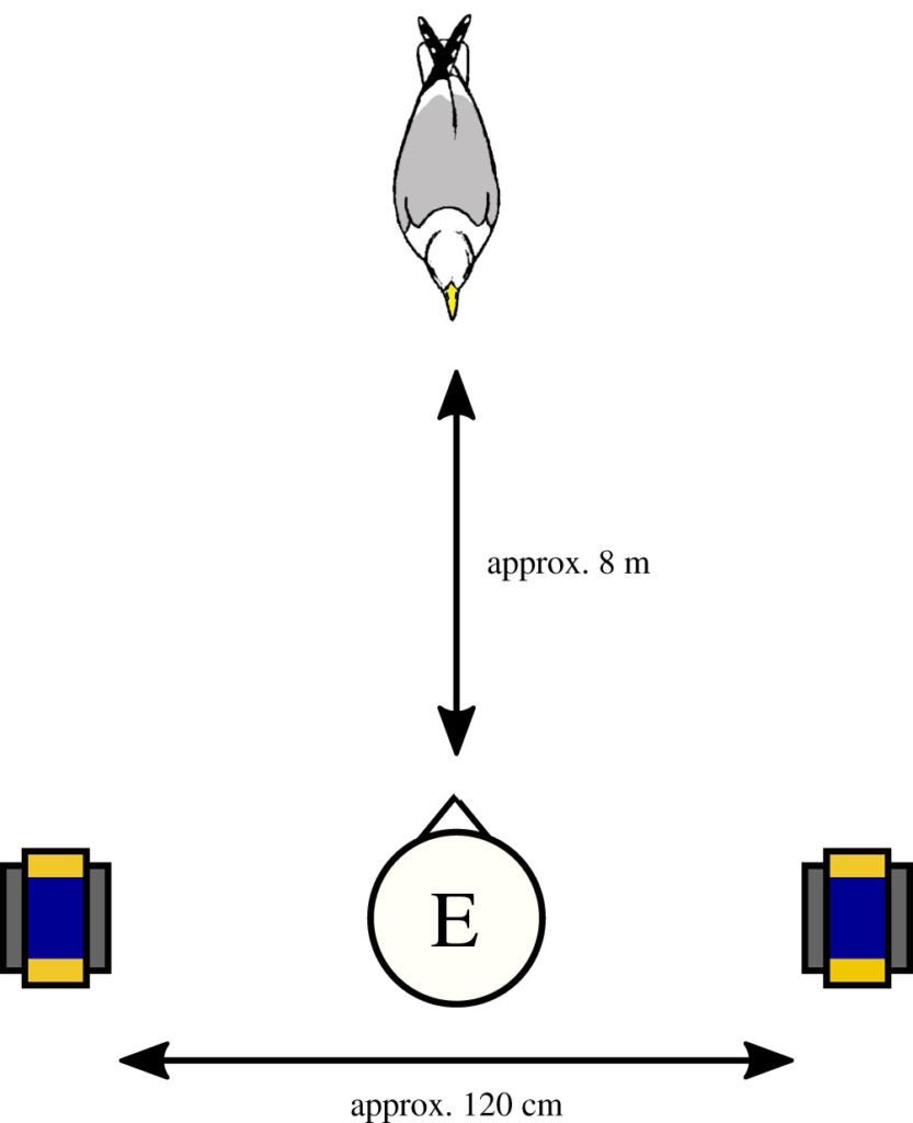 A diagram of a bird