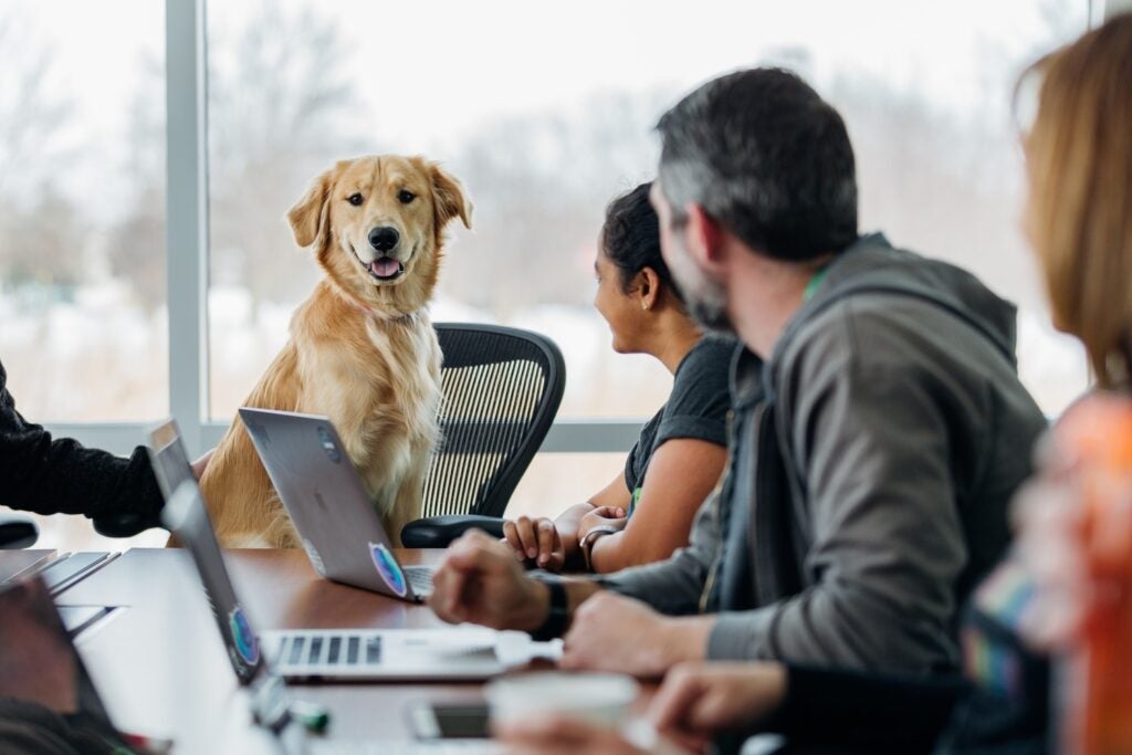 a golden retriever dog sitting at a conference table