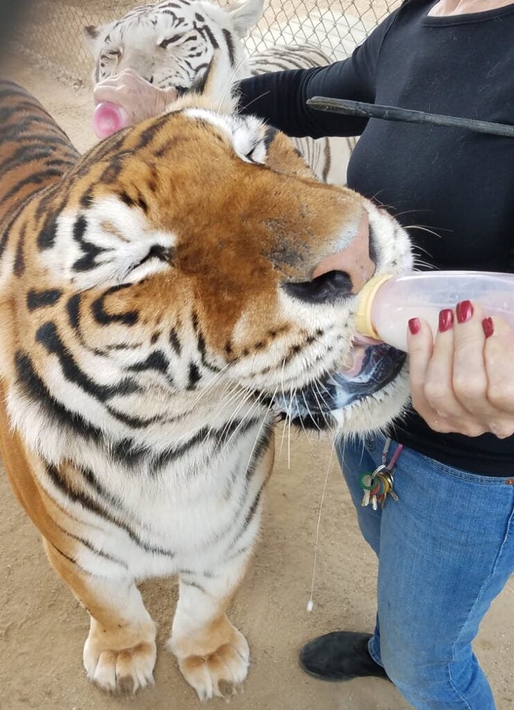 Bottle-feeding at a ‘pseudo-sanctuary’ in Southern California.