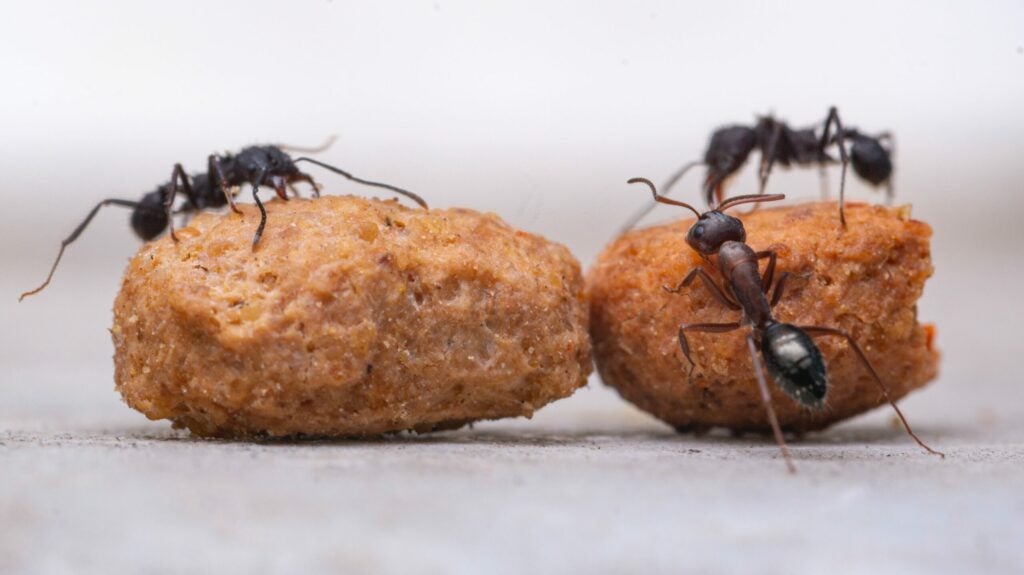 A type of black ant swarming over food crumbs