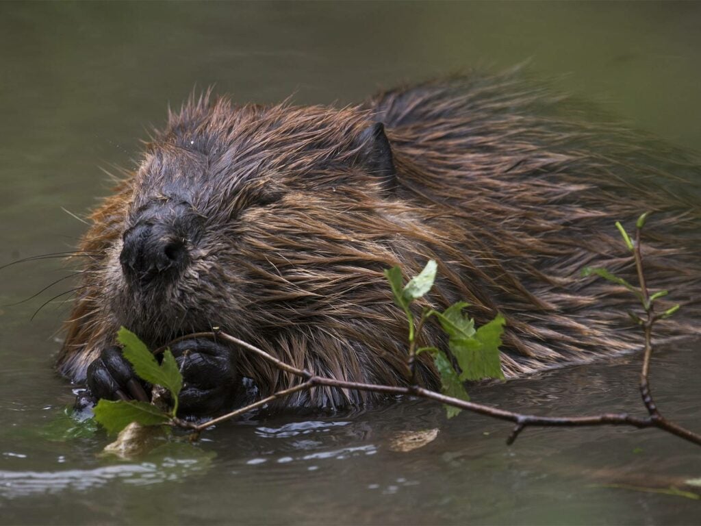 A beaver gnawing on tree branches.