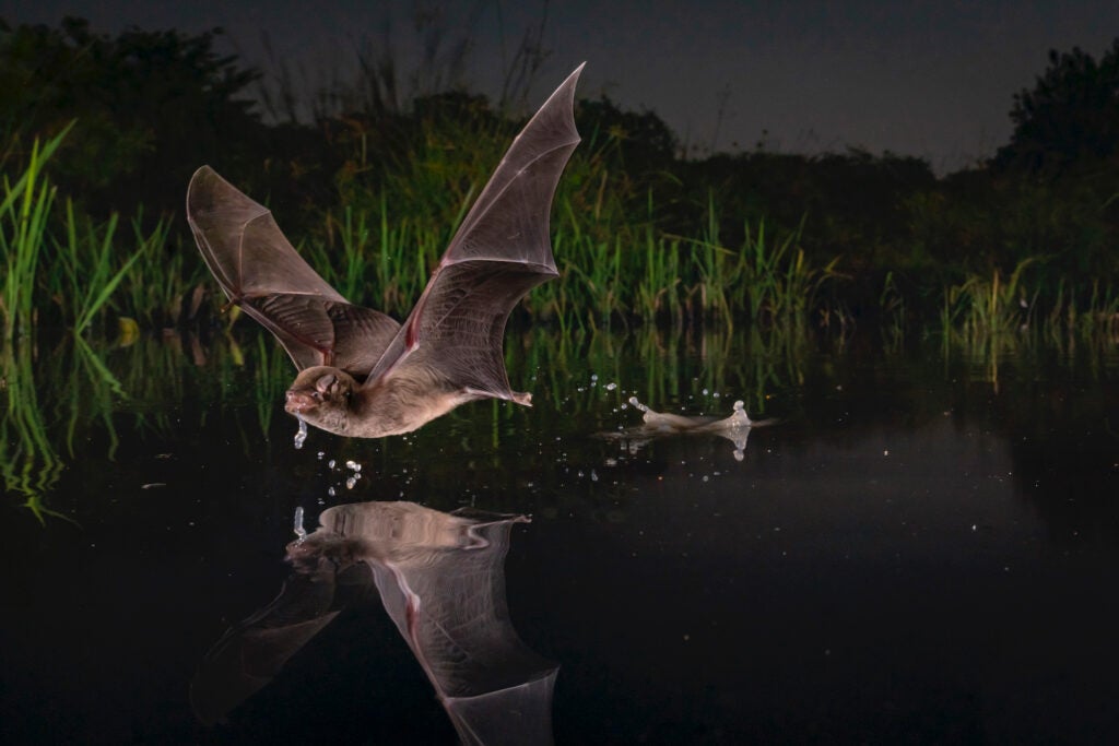 bat skimming a pond